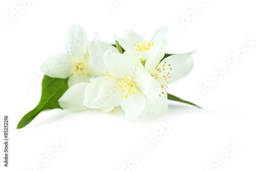 White flowers of jasmine isolated on white