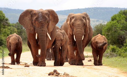 A herd of elephants with baby calves approaches us. Took the shot at a low angle to enhance the portrait. Taken in Addo elephant national park eastern cape south africa