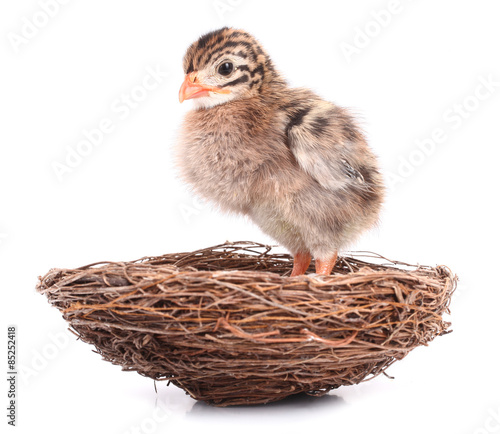 Small bird nestling waiting in nest