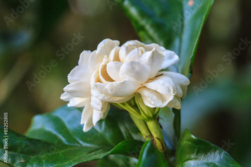 Arabian jasmine (Jasminum sambac) flower on tree