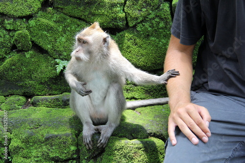 Monkey Friend