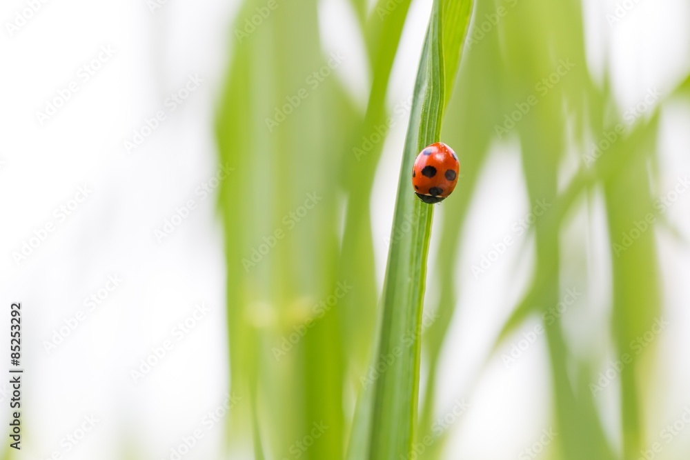 Naklejka premium Ladybug on grass blade