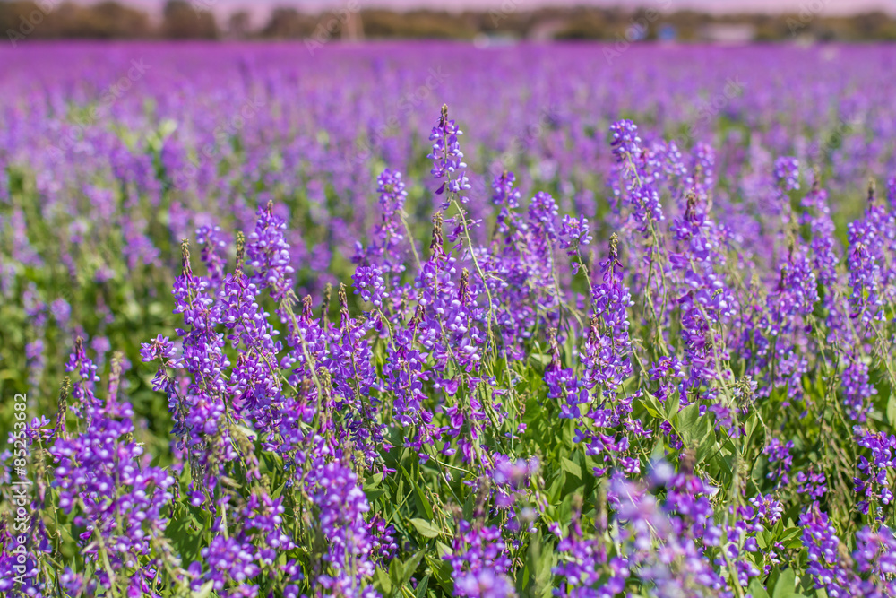 Purple flower Purple flower