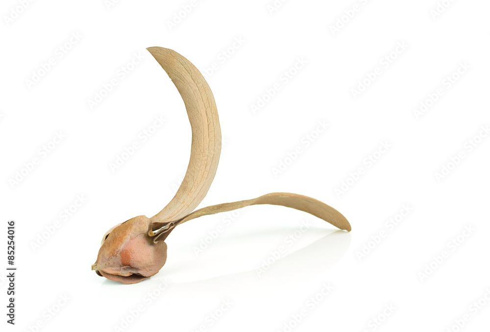 winged seed of Dipterocarpaceae isolated on white background