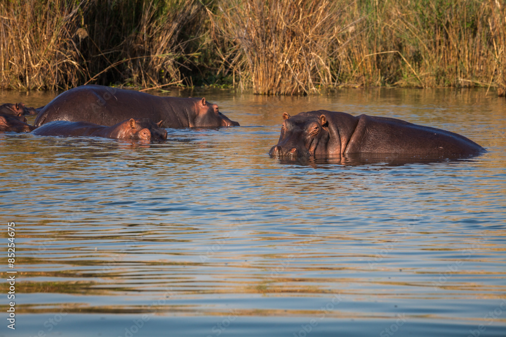Fototapeta premium Wild Hippopotamus
