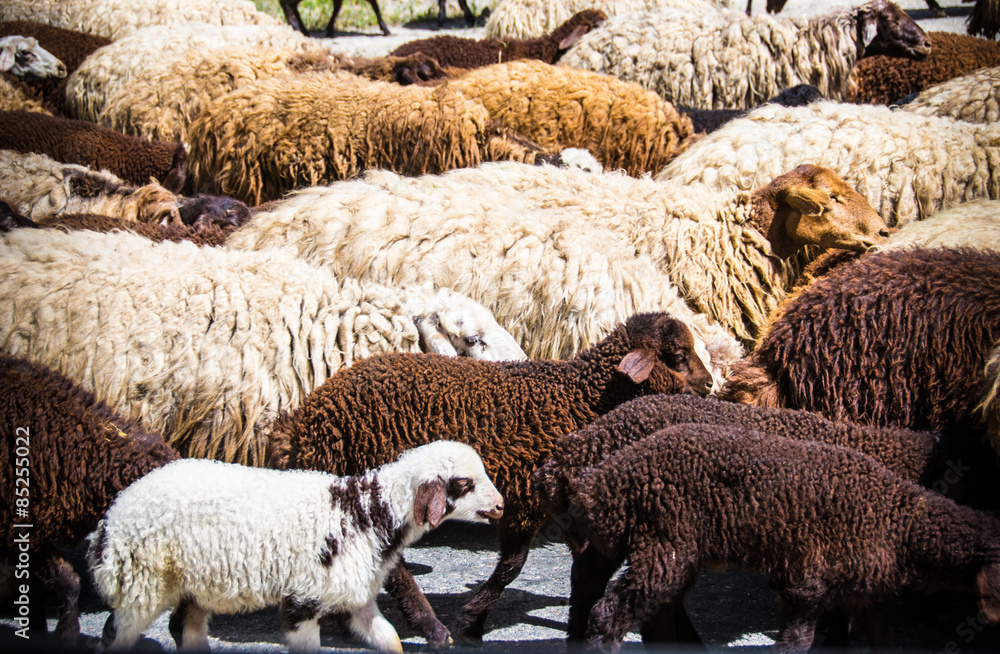 Naklejka premium Flock of sheep