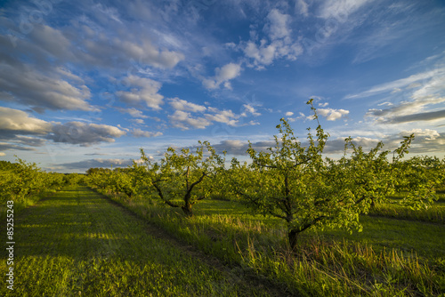 Fototapeta Naklejka Na Ścianę i Meble -  Apple orchard at sunset