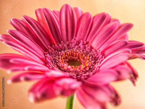 gerbera close-up, macro (20) photo