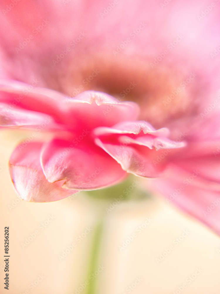 gerbera close-up, macro (38) experimental