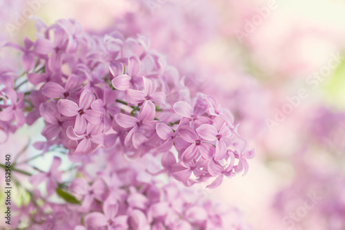 Lovely Lilac! Painterly background!