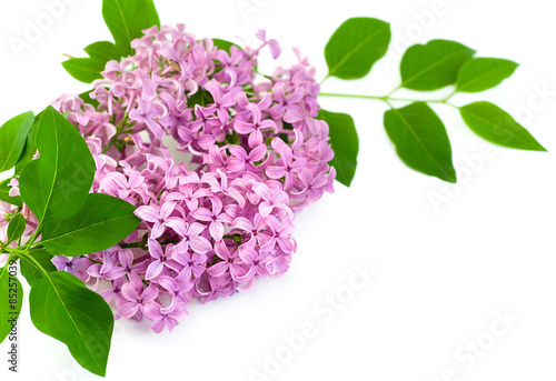  Lilac Blossoms on white background
