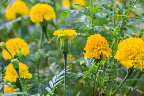 Marigold flowers field