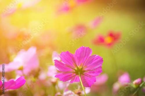 Garden Flowers © beerphotographer