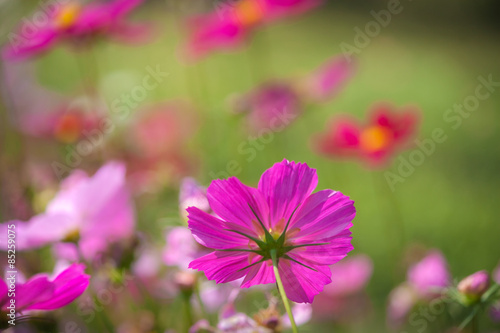 Garden Flowers