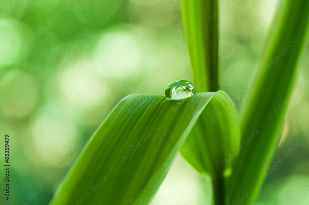 gouttes de pluie sur feuilles de bambous gouttes de pluie sur feuilles de bambous