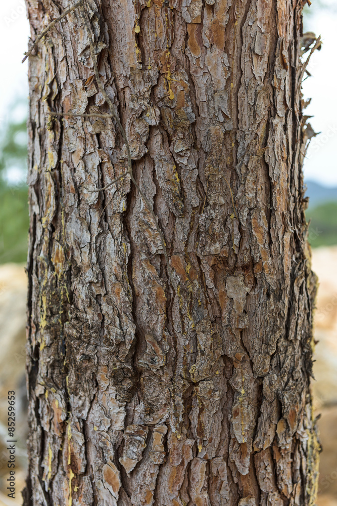 Fototapeta premium Pinie Baumstamm Macroaufnahme