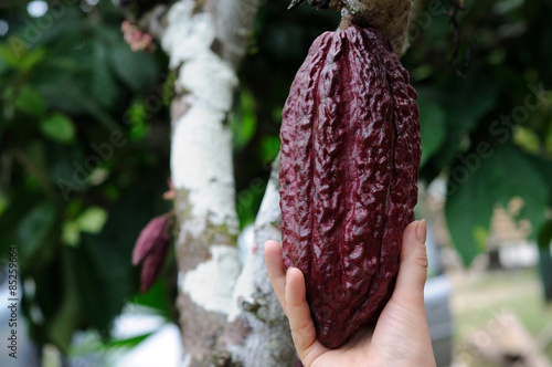 Cocoa bean in the hand