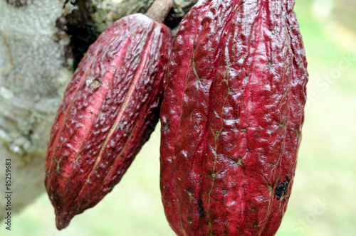 Cocoa beans