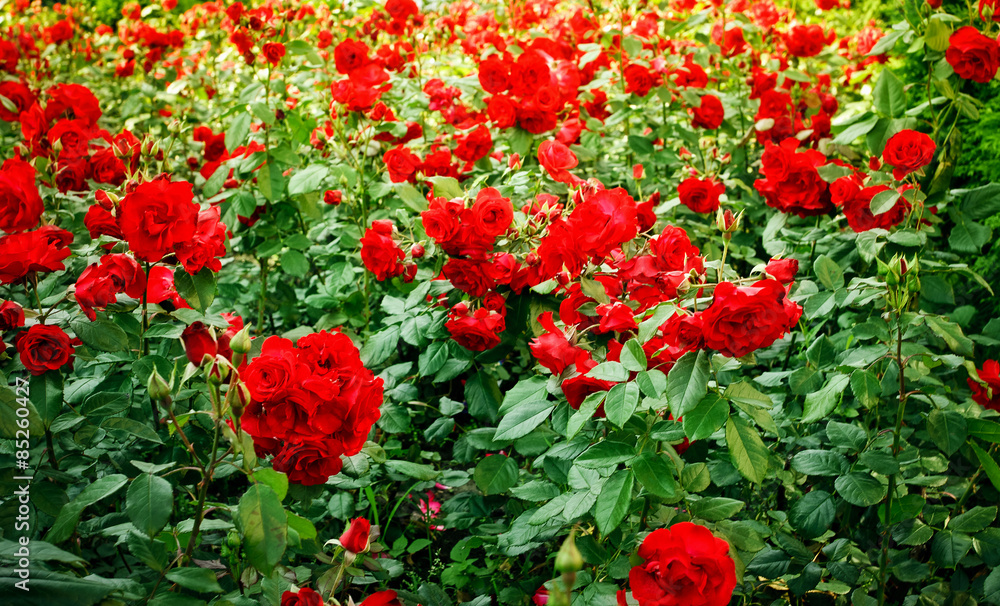 roses flowerbed
