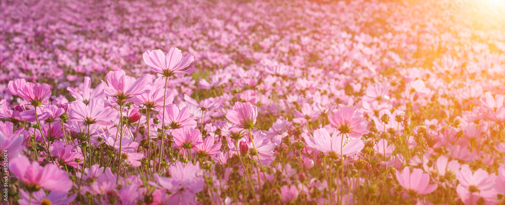 Garden Flowers Garden Flowers