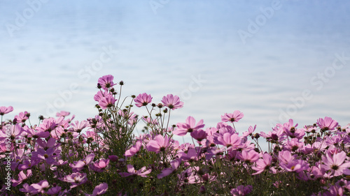 Garden Flowers © beerphotographer