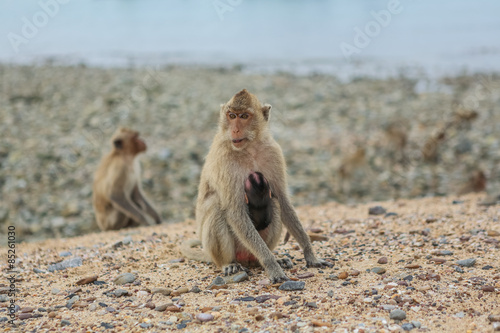 Crab-eating macaque.