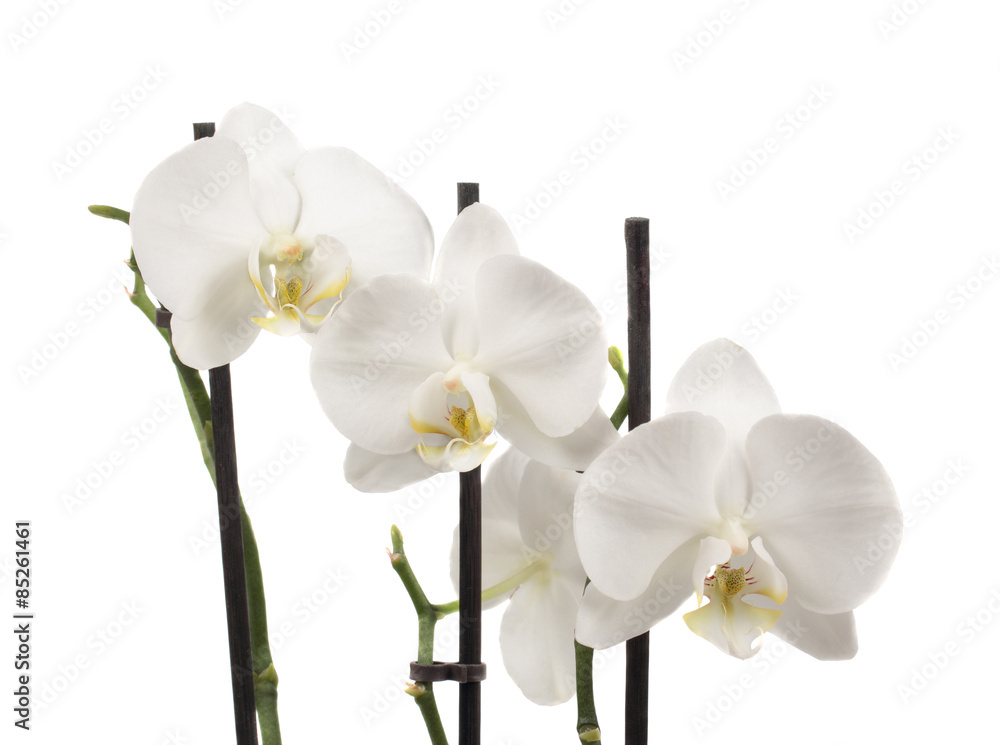 Fototapeta premium The white orchids