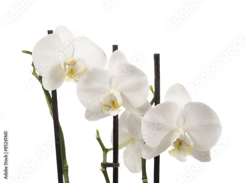 The white orchids
