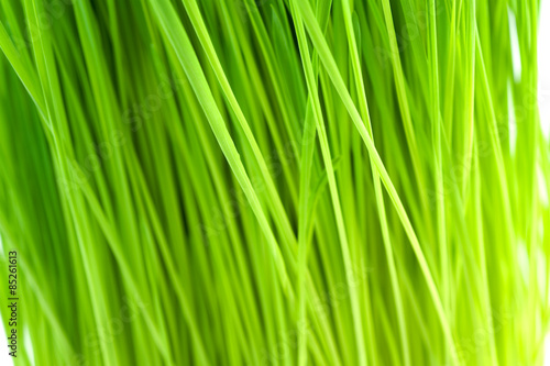 Wheatgrass Background