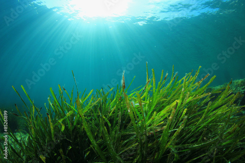 Underwater background of green sea grass and blue water © Richard Carey