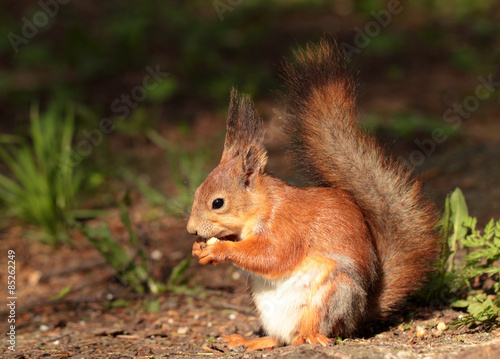 A squirrel eating the nut