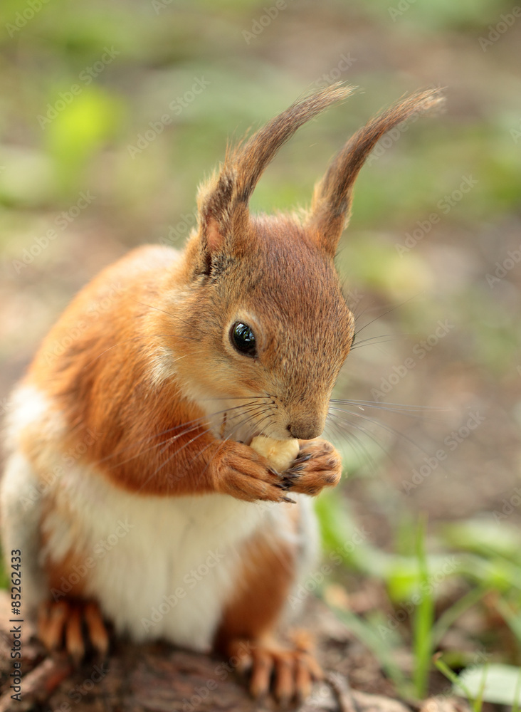 Fototapeta premium A squirrel eating the nut