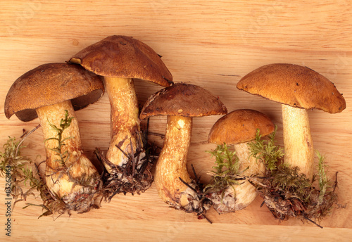 Mossiness mushrooms