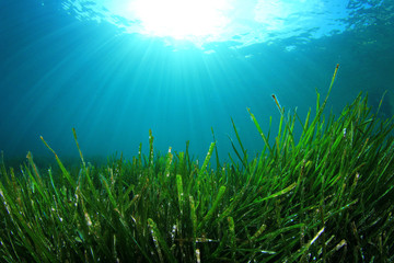 Underwater background of green sea grass and blue water