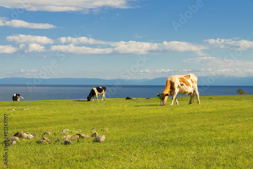 Cows graze in the field.