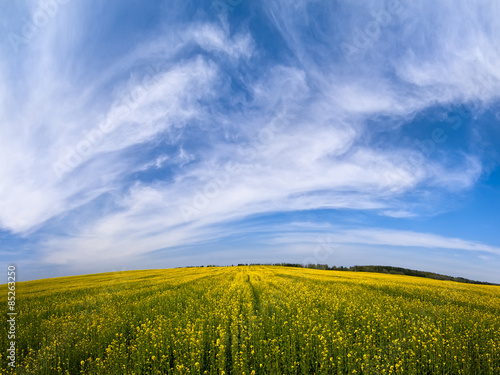 Field of rapeseed (canola) with a beautiful cloudy and blue sky - plant for green energy and green industry 