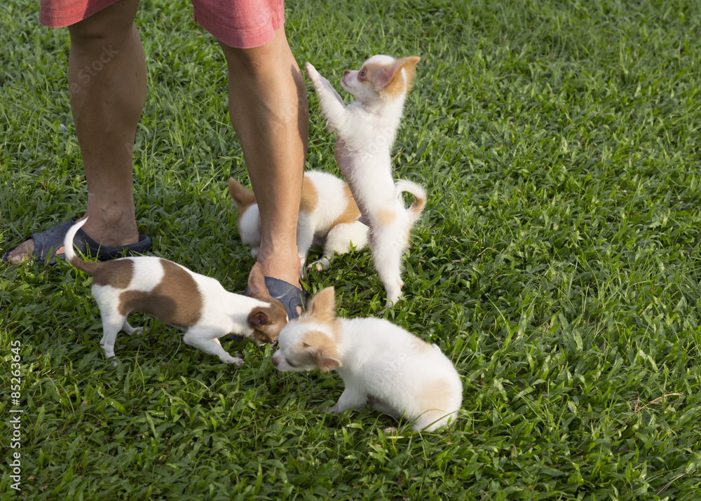 group of puppy in the park