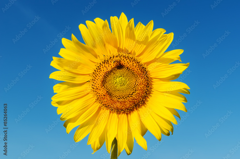 Naklejka premium golden head of sunflower with bee and deep blue sky