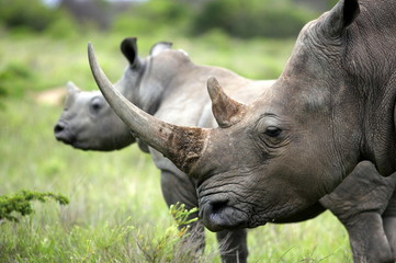 Fototapete Nashorn Eine Nahaufnahme von einem weiblichen Nashorn/Nashorn und ihrem Kalb. Zeigt ihr schönes Horn. Beschützt ihr Kalb. Südafrika  © fishcat007