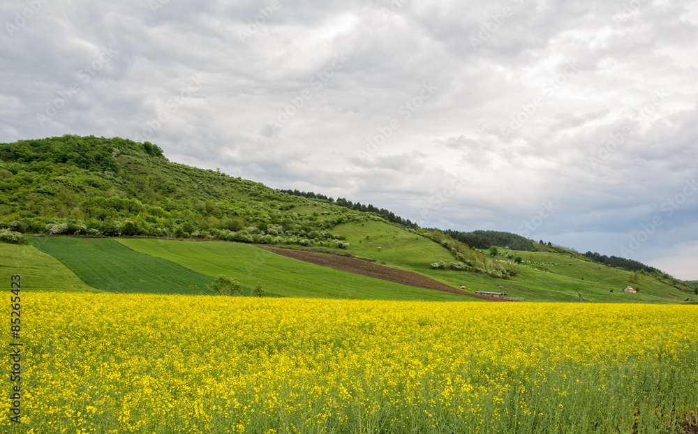 Beautiful landscape of a yellow field rapeseed in bloom and green hills under a cloudy sky