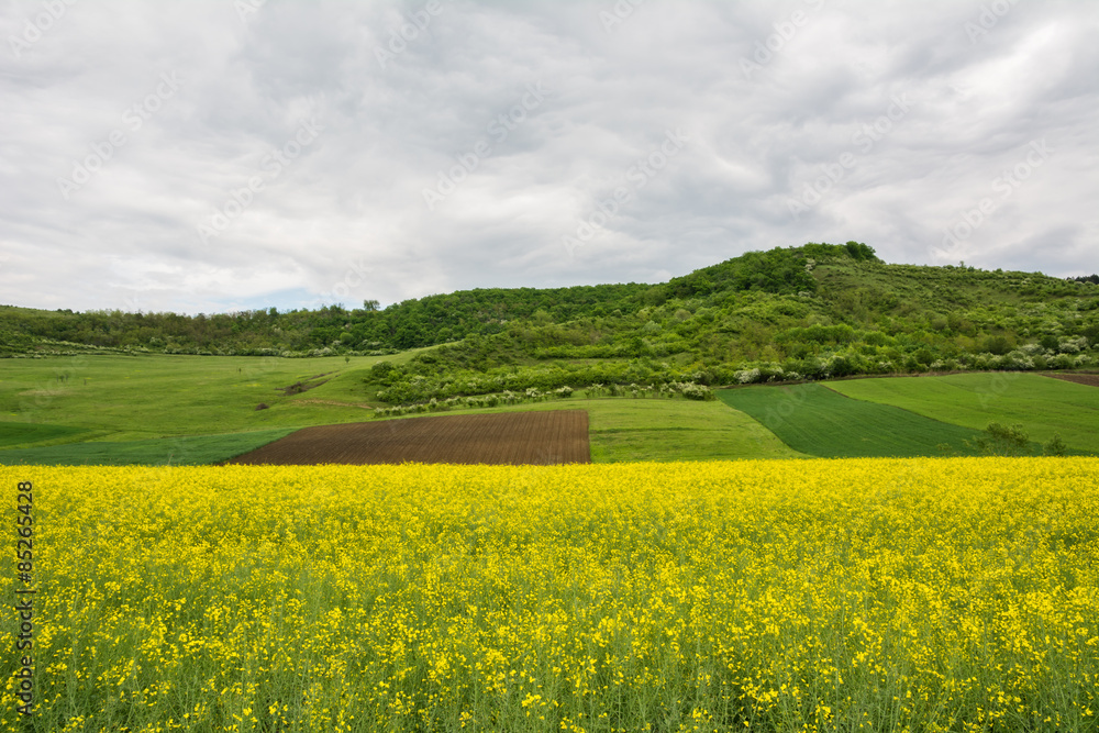 Beautiful landscape of a yellow field rapeseed in bloom and green hills under a cloudy sky