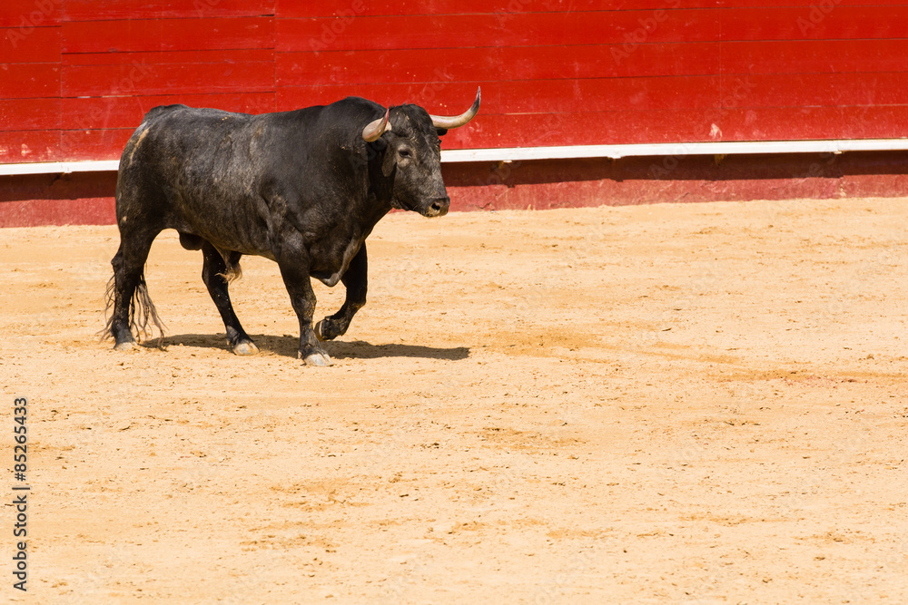 Toro Bravo Español