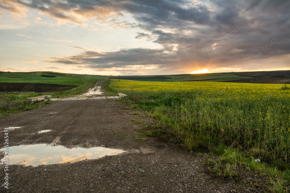Naklejka premium Sunset after the rain over a yellow field rapeseed in bloom and a road