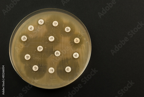 etri dish antibiogram on black background. Escherichia Colli bacteria on petri dish