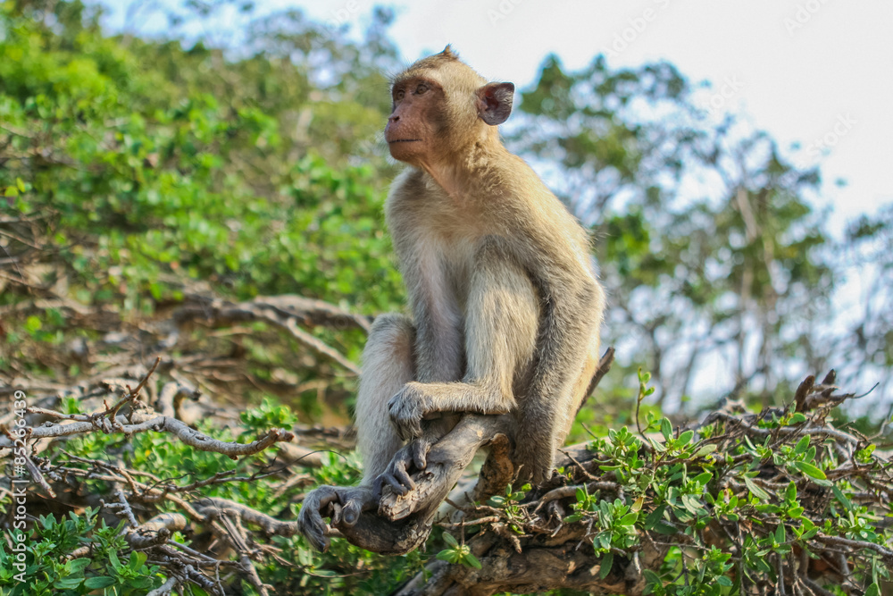 Naklejka premium Monkey on the tree