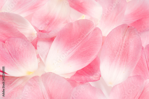Pink Tulip petals background. 