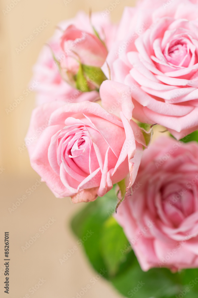 Postcard with pink roses Postcard with pink roses