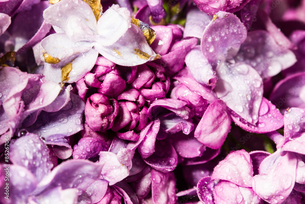 Lilac pink flower macro background. Lilac pink flower macro background.