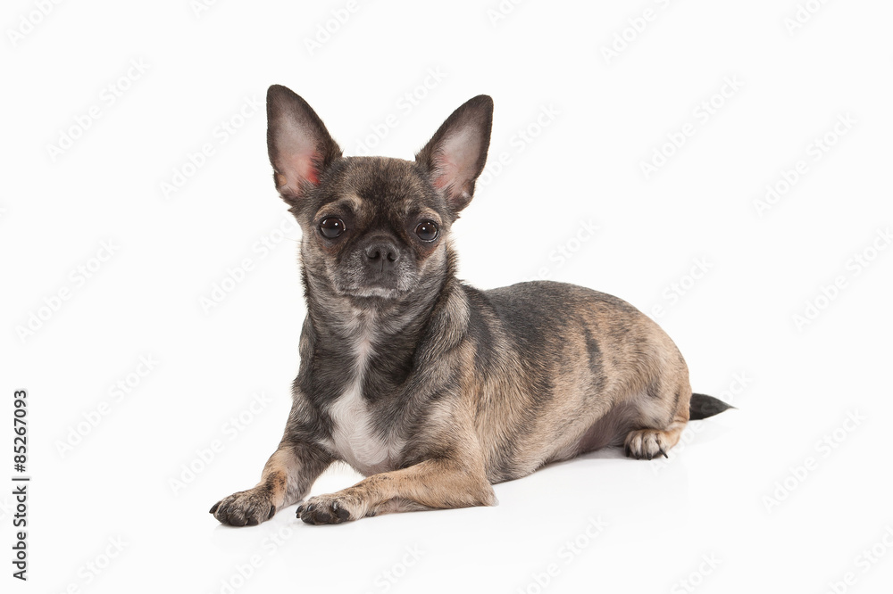 Dog. Chihuahua puppy isolated on white Dog. Chihuahua puppy isolated on white
