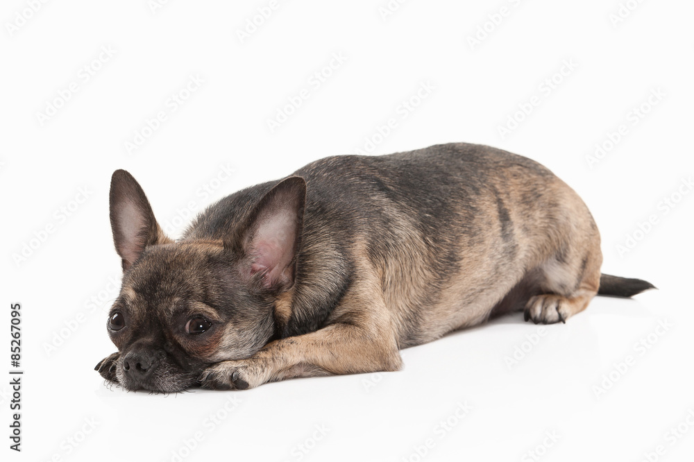 Dog. Chihuahua puppy isolated on white Dog. Chihuahua puppy isolated on white